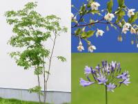 植栽計画で使える樹木・花のフリー写真