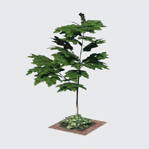 樹木Y01