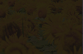 ひまわり(ブラック)