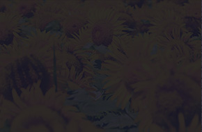 ひまわり(ブルー)