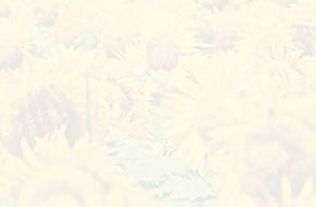 ひまわり(ホワイト)