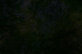 木漏れ日(ブラック)