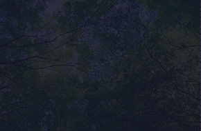 木漏れ日(ブルー)