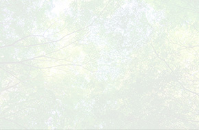 木漏れ日(ホワイト)